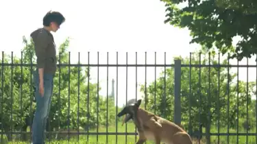 Anjing Belgian Malinois saat dilatih