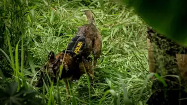 Potret anjing Belgian Malinois K9 menyisir Jembatan Cilalay, Tenjo, Bogor, dalam misi krusial mencari kerangka bocah Alvaro Kiano yang menjadi korban pembunuhan ayah tiri. Kehebatan Malinois K9 benar-benar diuji di medan sulit ini