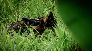 Potret anjing Belgian Malinois K9 menyisir Jembatan Cilalay, Tenjo, Bogor, dalam misi krusial mencari kerangka bocah Alvaro Kiano yang menjadi korban pembunuhan ayah tiri. Kehebatan Malinois K9 benar-benar diuji di medan sulit ini