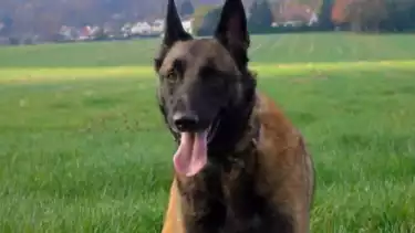 Anjing Belgian Malinois
