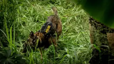 Upaya pencarian potongan kerangka Alvaro Kiano (6) dilakukan aparat gabungan di kawasan Jembatan Cilalay, Tenjo, Kabupaten Bogor, Rabu (26/11/2025).