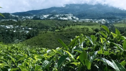 Pesona Kebun Teh Kemuning yang Memanjakan Mata dan Bikin Hati Tenang, Keindahannya Tak Diragukan