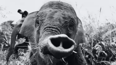 Gajah di Taman Nasional Tesso Nilo.