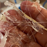 Nelayan Desak Pemerintah Kembali Membuka Kerja Sama Budidaya Benih Bening Lobster (BBL) dengan Vietnam, Ini Alasannya