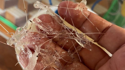 Nelayan Desak Pemerintah Kembali Membuka Kerja Sama Budidaya Benih Bening Lobster (BBL) dengan Vietnam, Ini Alasannya