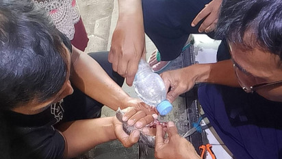 Damkar Pemalang Selamatkan Burung Perkutut dari Jeratan Cincin