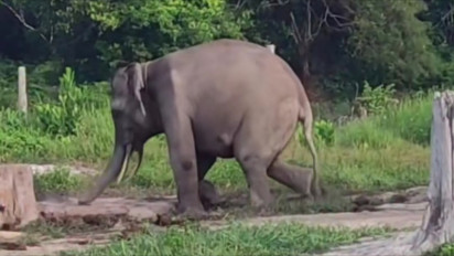 Fakta Tesso Nilo: Hutan Paru-Paru Sumatra Habitat Gajah yang Kian Terancam Akibat Konflik dan Deforestasi