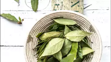 ilustrasi daun salam