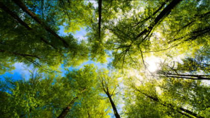 Transformasi Industri Ramah Lingkungan, Ribuan Pohon Jadi Tameng Emisi Karbon Kejar Target NZE 2060