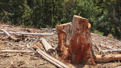 Deforestasi Jadi Ancaman, Ini Dampaknya terhadap Ekosistem Hutan dan Kehidupan Manusia di Masa Depan