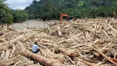 Menguak Tabir Modus Baru Illegal Logging, Mulai Pemalsuan Dokumen hingga Pembuatan LHP Fiktif