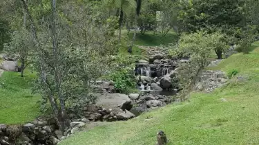 Taman Sakura Kebun Raya Cibodas, Cianjur, Jawa Barat