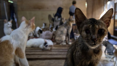 Kisah Salmiati, Warga Padang Penyelamat Kucing saat Bencana Banjir Bandang Menyapu Sumatera Barat