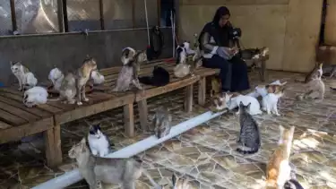 Salmiati, warga Kota Padang setelah evakuasi puluhan kucing yang terseret bencana banjir bandang dan tanah longsor di Sumatera Barat