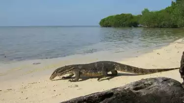 foto biawak di Pulau bidadari