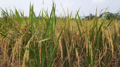 Akibat Cuaca Ekstrim  60 Hektare Sawah di Tangerang Terancam Puso