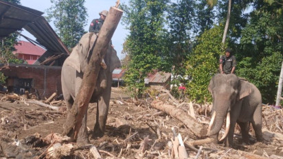 Aksi Gajah Sumatra Bantu Evakuasi Pasca Banjir di Pidie Aceh Tuai Kritik, Kini Sudah Dipulangkan ke PLG Saree