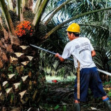 SPKS Desak BPDP Segera Salurkan Dana Sawit untuk Bantu Korban Banjir Sumatera