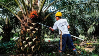 SPKS Desak BPDP Segera Salurkan Dana Sawit untuk Bantu Korban Banjir Sumatera