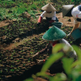 Petani Kopi di Garut Raup Keuntungan Fantastis Lewat Program Ini