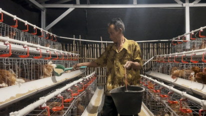 Harga Pakan Ternak Unggas Terkendali, Kementan: Didukung Instrumen Stabilisasi Jagung