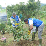 HUT ke-68 Pertamina, Gandeng 3 Kampus Besar untuk Hijaukan Ratusan Hektare Lahan di Jawa dan Yogyakarta