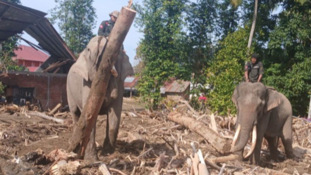 Gajah Dimanfaatkan untuk Bersihkan Puing Banjir, Pakar UGM Lontarkan Kritik Keras: Alam Hutan Bukan Punya Manusia
            - galeri foto