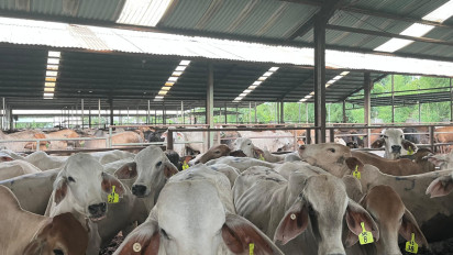 Jaga Harga Sapi Hidup Jelang Natal dan Tahun Baru, Perusahaan Peternakan Disidak