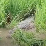 Buaya Besar Nangkring di Tengah Sawah Warga Bantargebang Bekasi