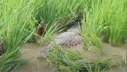 Buaya Besar Nangkring di Tengah Sawah Warga Bantargebang Bekasi