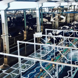 Hilirisasi Susu Nasional Digeber dari Madiun, PSN Kandangan Siap Impor 20 Ribu Sapi Perah Unggulan AS