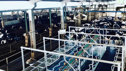 Hilirisasi Susu Nasional Digeber dari Madiun, PSN Kandangan Siap Impor 20 Ribu Sapi Perah Unggulan AS