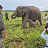Populasi Gajah Sumatra Kritis, Kemenhut Gandeng Vantara India Siapkan Rumah Sakit Gajah Baru