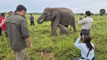 Populasi Gajah Sumatra Kritis, Kemenhut Gandeng Vantara India Siapkan Rumah Sakit Gajah Baru