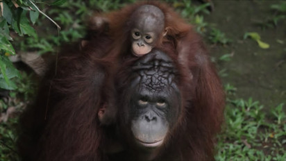 Ragunan Jadi Destinasi Favorit Libur Natal dan Tahun Baru, Ini Jadwal Atraksi Satwa dan Cara Beli Tiketnya