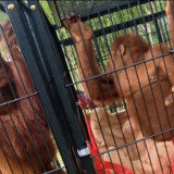 4 Orangutan Korban Perdagangan Satwa Liar dari Thailand Jalani Rehabilitasi di Langkat