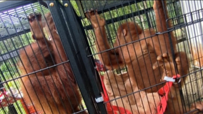 4 Orangutan Korban Perdagangan Satwa Liar dari Thailand Jalani Rehabilitasi di Langkat