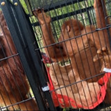 Empat Orangutan Korban Perdagangan Satwa Liar dari Thailand Jalani Rehabilitasi