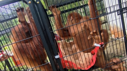 Empat Orangutan Korban Perdagangan Satwa Liar dari Thailand Jalani Rehabilitasi