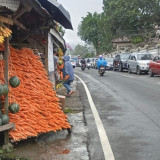 Pedagang Wortel di Taman Safari Alami Kenaikan Omzet Pada Libur Nataru