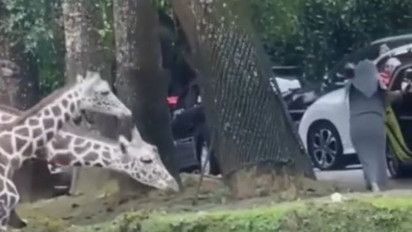 Viral Pengunjung Taman Safari Turun dari Mobil di Area Satwa, Manajemen Angkat Bicara