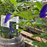 Bukan Sekadar Tren Urban Farming: Akuaponik & Apotek Hidup Jadi Senjata Kemandirian Keluarga