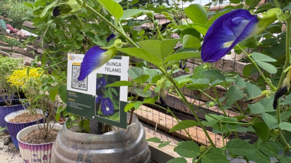 Bukan Sekadar Tren Urban Farming: Akuaponik & Apotek Hidup Jadi Senjata Kemandirian Keluarga