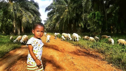 Miris! Lahan Sawit Terbangun Dalam Kawasan Hutan Capai 3,32 Juta Hektare