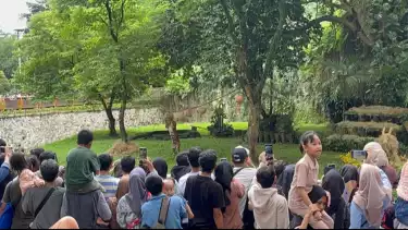 Antusias Warga Cibitung Lihat Feeding Harimau Sumatera di Ragunan: Senang Kenalin Satwa ke Anak