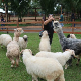 Libur Awal Tahun 2026, Bermain Hewan Lucu di Lereng Gunung Ijen