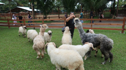 Libur Awal Tahun 2026, Bermain Hewan Lucu di Lereng Gunung Ijen