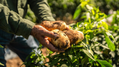 Bukan Sekadar Bertani: Cara Usaha Mikro Menopang Ketahanan Pangan Dimulai dari Usaha Kecil dan Komunitas Lokal
