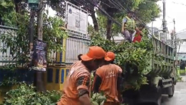 Putuskan Kabel Listrik, Pohon Nangka Rimbun di Jelambar Jakbar Akhirnya Dipangkas