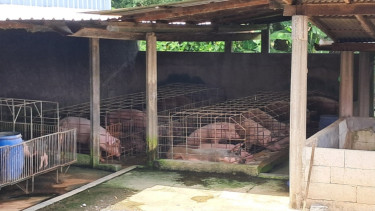 ‎Bersebelahan Dengan Kandang Babi, Dapur MBG di Sragen Jadi Sorotan